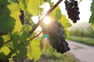 grapes-984493_960_720